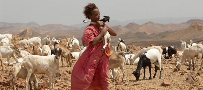 Wüstenblume Wüstenblume