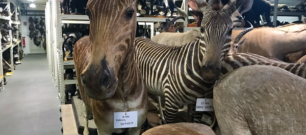 Das Naturhistorische - Hinter den Kulissen eines Wiener Museums Das Naturhistorische - Hinter den Kulissen eines Wiener Museums