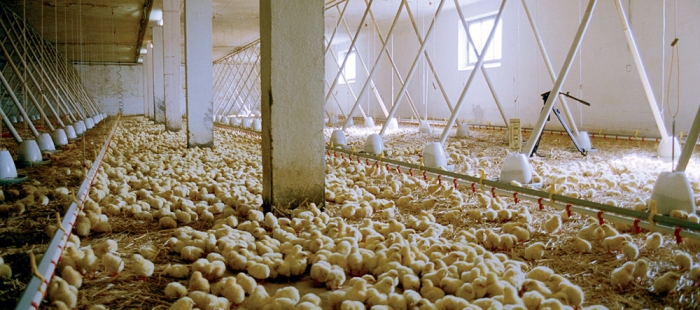 We Feed the World We Feed the World