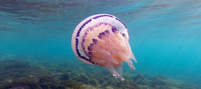 Elements Of(f) Balance Elements Of(f) Balance