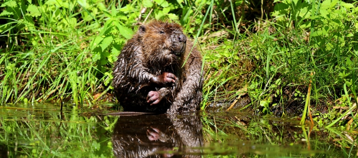 Wiener Wildnis - Die Rückkehr der Biber Wiener Wildnis - Die Rückkehr der Biber