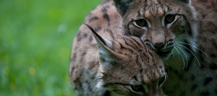 The Lynx Liaison