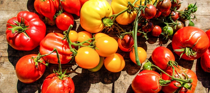 Triumph der Tomate Triumph der Tomate